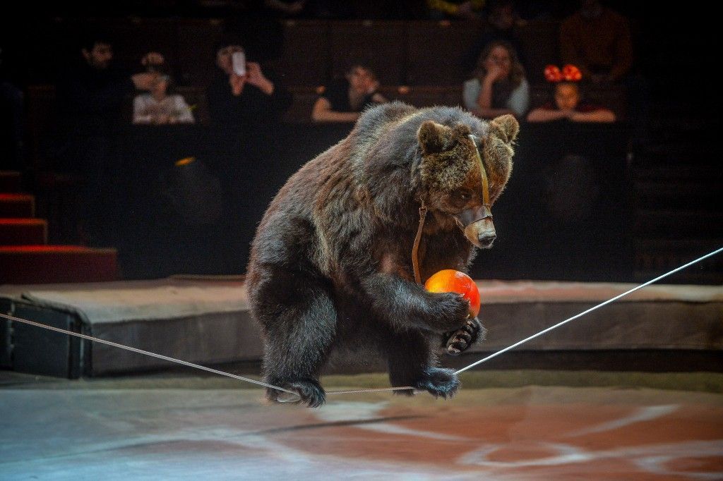На концерте ко Дню защиты детей в поселении Московский выступили артисты Большого Московского Государственного цирка
