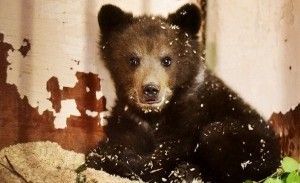 Медвежонка, снятого с дерева в Новой Москве, отправили на реабилитацию в Тверскую область