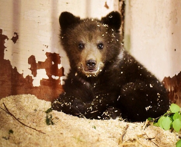 Медвежонка, спасенного в Новой Москве, выпустят на волю в августе