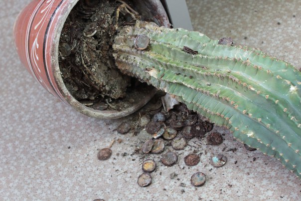Клад из множества монет прятался под кактусом
