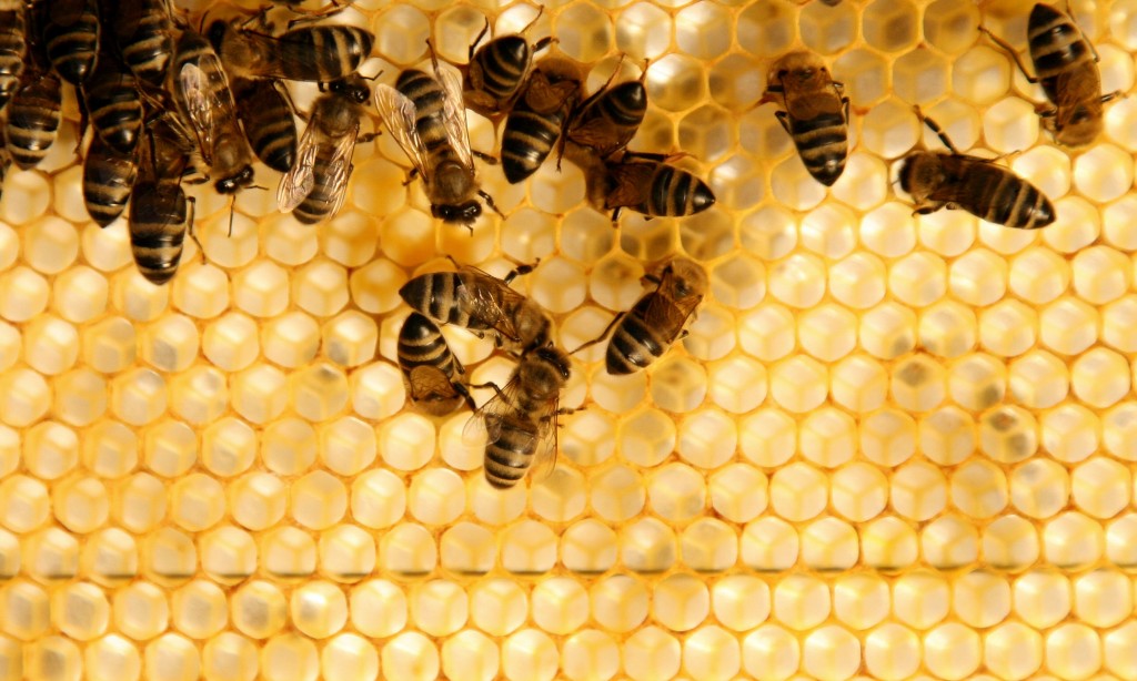 Московская оттепель: в Кузьминском парке зажужжали пчелы