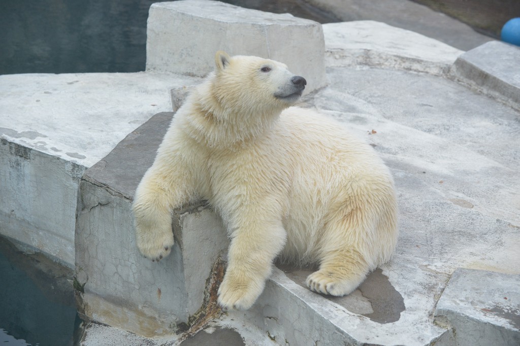 Убийц белого медведя в Арктике накажут