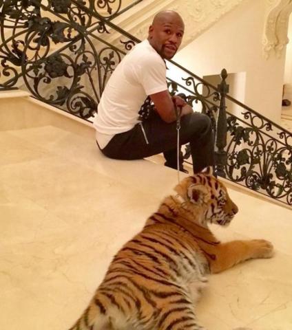 Великому боксеру Флойду Мейвезеру в Москве подарили тигренка