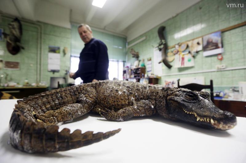 Таксидермисты доставили самого маленького крокодила в Дарвиновский музей