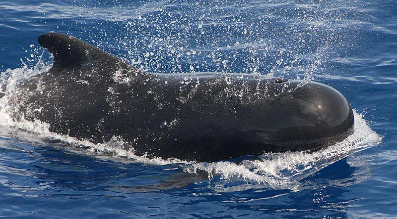 В океанариум на ВДНХ привезли две гринды и 14 дельфинов