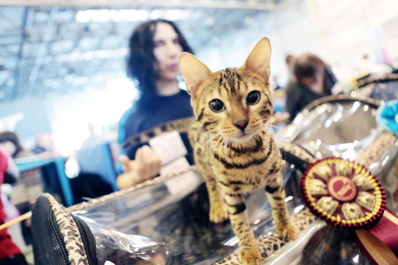 Кошка-дебошир разгромила магазин в аэропорту Шереметьево