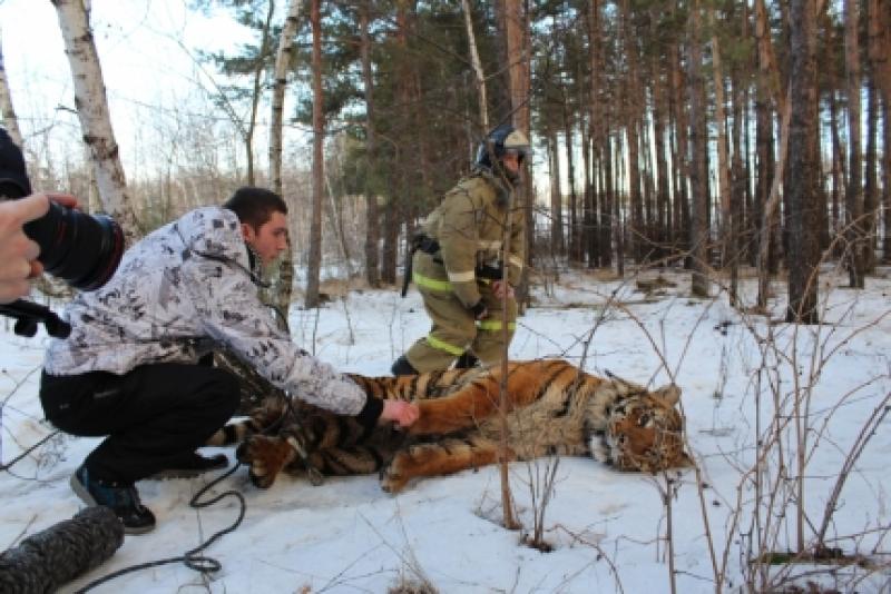 Из зооопарка в Воронежской области сбежал тигр
