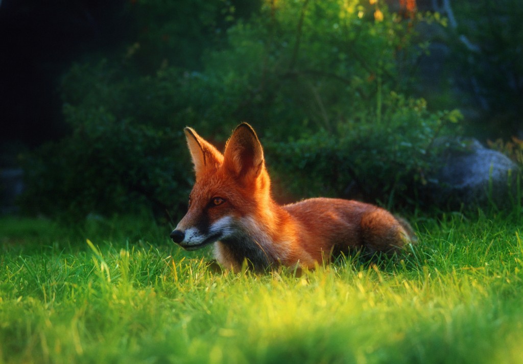 fox-1522156-1279x890