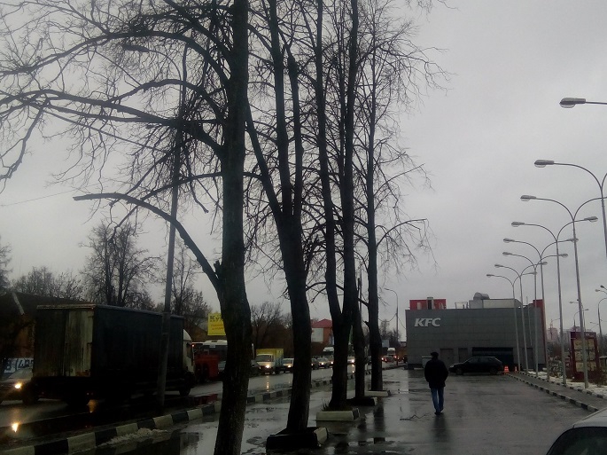 В городском округе Щербинка уберут сухостойные деревья