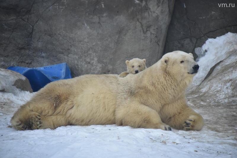 В Московском зоопарке отпразднуют День белого медведя
