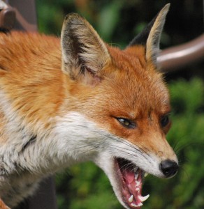 the-fox-1247152-1599x1644