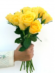 yellow-roses-1533244-1279x1705