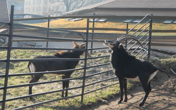 В Московском зоопарке на свет появились три черные антилопы