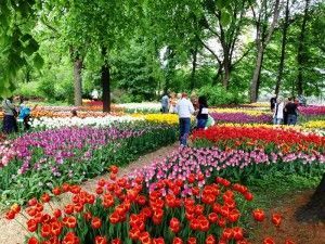 Фото: Пресс-служба "Аптекарского огорода"