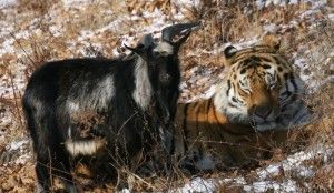 Тигр Амур оставил на спине козлика раны от своих клыков. Фото: Дмитрий Мезенцев, официальный сайт Приморского сафари-парка (safaripark25.ru)