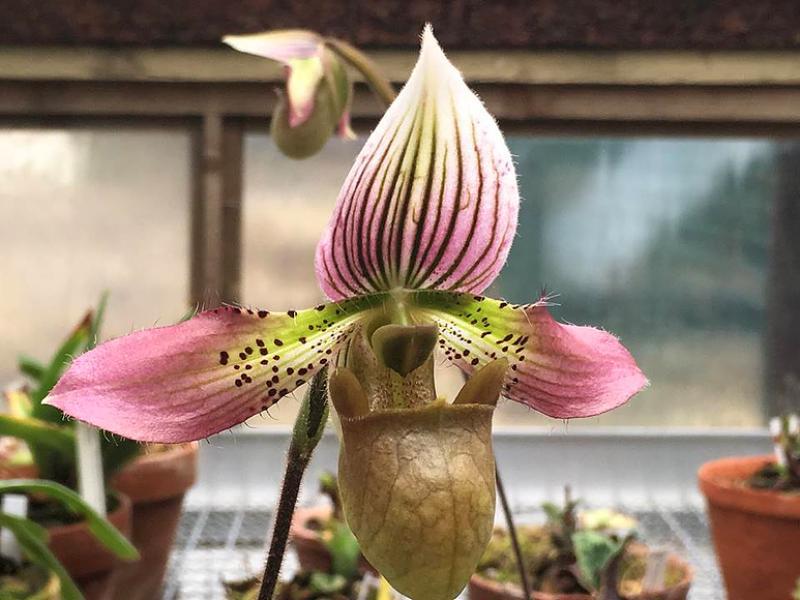 На фестивале орхидей в «Аптекарском городе» расцвели редкие виды