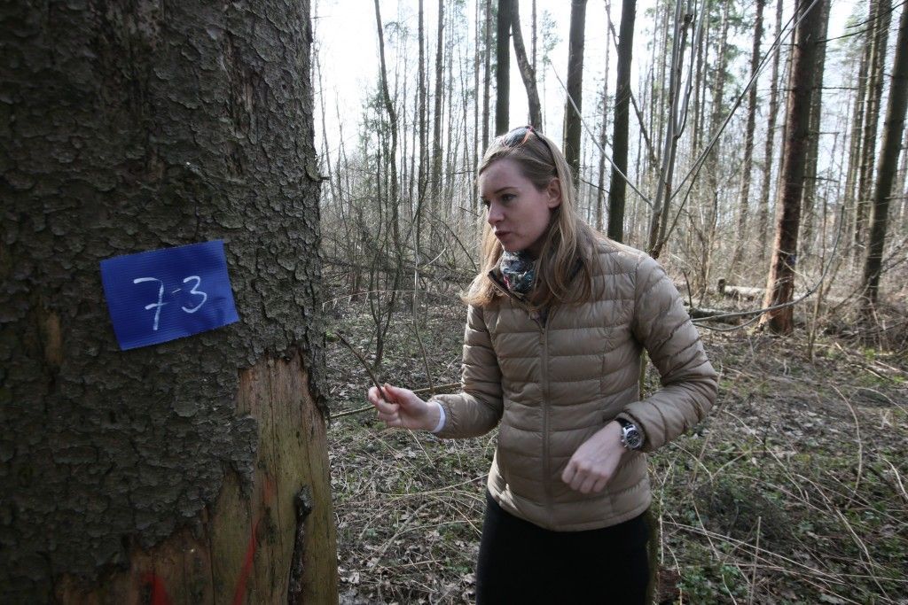 19 апреля 2016 года. Ульяновский лесопарк. Биолог Мария Наумова изучает пораженное жуком-короедом дерево. Синяя бирка значит, что дерево надо сносить