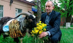 Козел Тимур идет на поправку благодаря московским ветеринарам