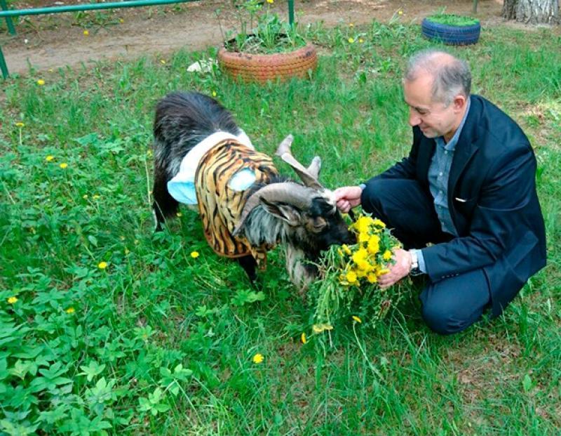 В Москве организуют встречу с козлом Тимуром для его поклонников