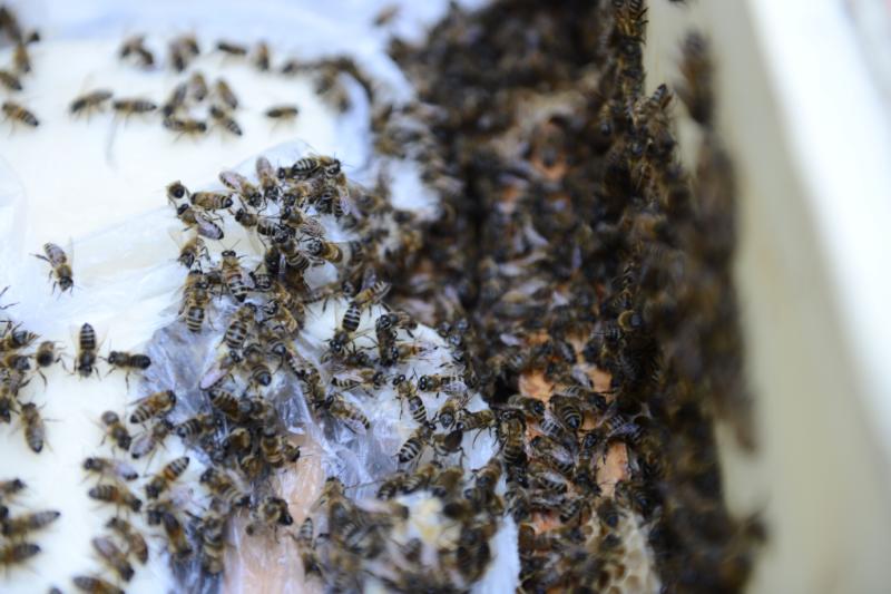 Пчелы атаковали детский сад в Ново-Переделкино