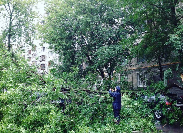 Дерево рухнуло на дом в центре Москвы