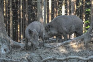 Африканской чумой свиней грозят только дикие кабаны. Фото архивное.