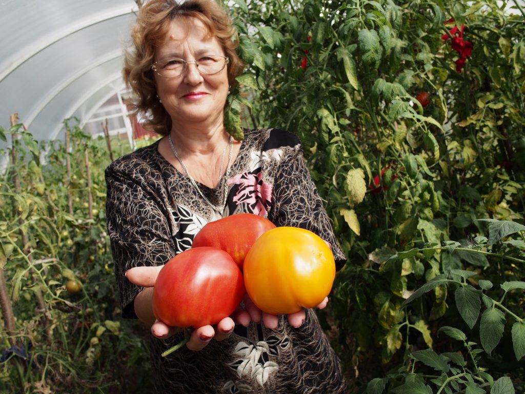 9 августа 2016 года. Вороновское. Людмила Кретова собрала в этом году на своем участке большой урожай помидоров.