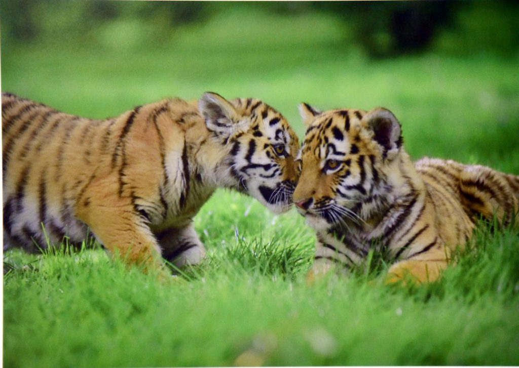 Амурский тигр – один из пяти видов тигров, сохранившихся на планете. Обитает в основном на Дальнем Востоке.