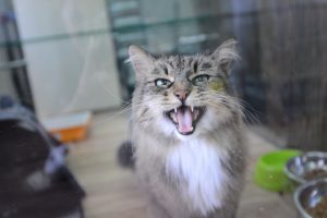 В поселении Новофедоровское объявили карантин. Фото: архив «Вечерней Москвы».