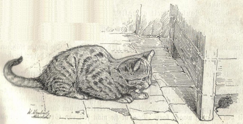Елизавета Петровна: Кота в каждый двор