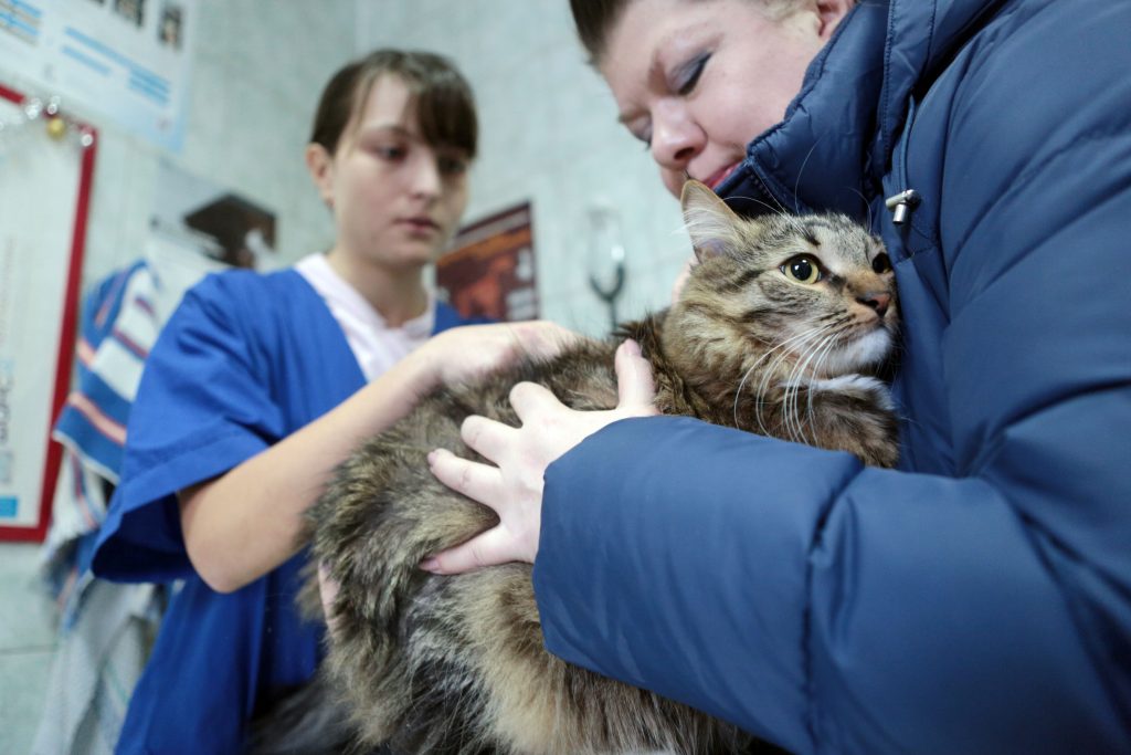 Ветеринарная служба откроет прививочные пункты в Краснопахорском и Щаповском