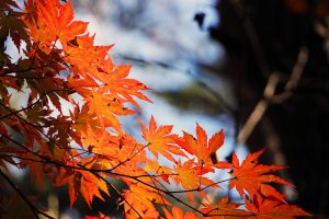 Фото: pixabay.com