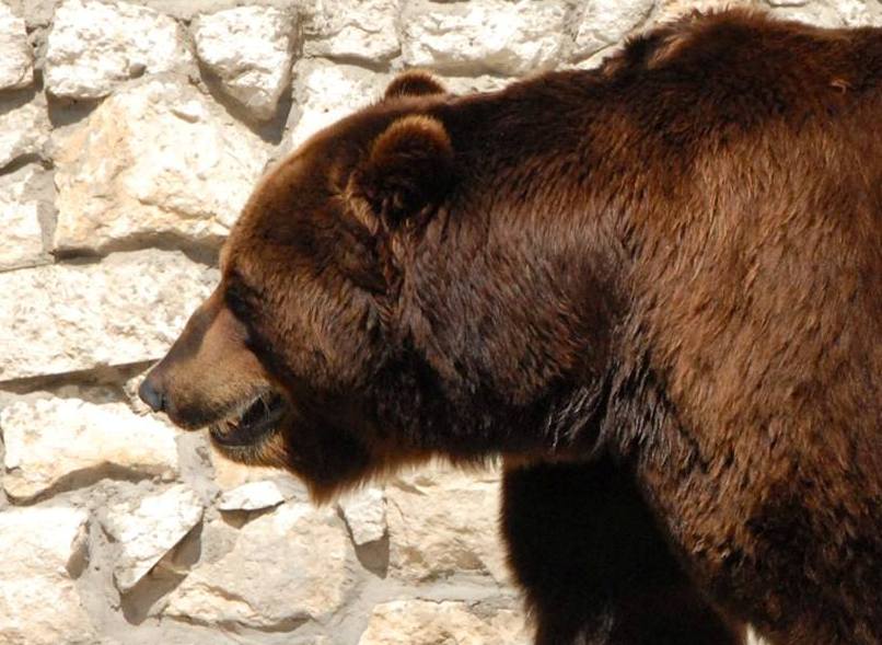 Сонное царство: в Московском зоопарке медведи массово впали в спячку