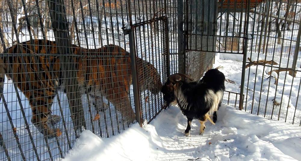 Тигр Амур и козел Тимур подружились ровно год назад