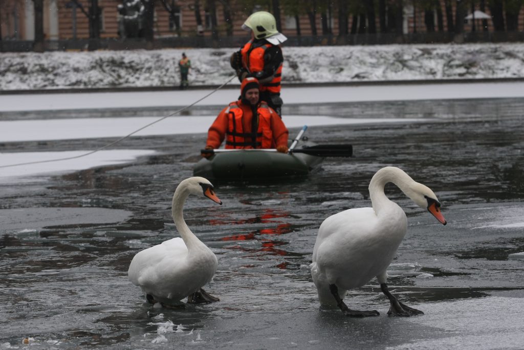 Больше всего заявок на спасение водоплавающих птиц поступает из Новой Москвы