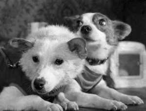 Собаки Белка и Стрелка. Фото: РИА Новости