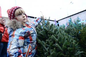 Ели поставляют из разных городов – Пермь, Тамбов, Саратов и другие. Фото: архив, "Вечерняя Москва"