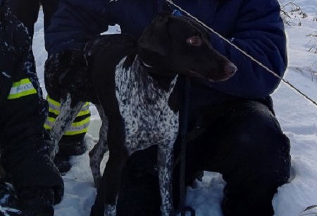 Собака провалилась в канализационный колодец в поле деревни Девятское и не могла выбраться на волю. Фото: 304 пожарный отряд ГКУ "ПСЦ"