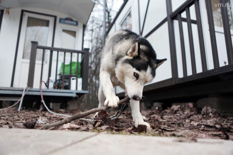 Москвичам могут запретить содержание крупных собак в квартирах