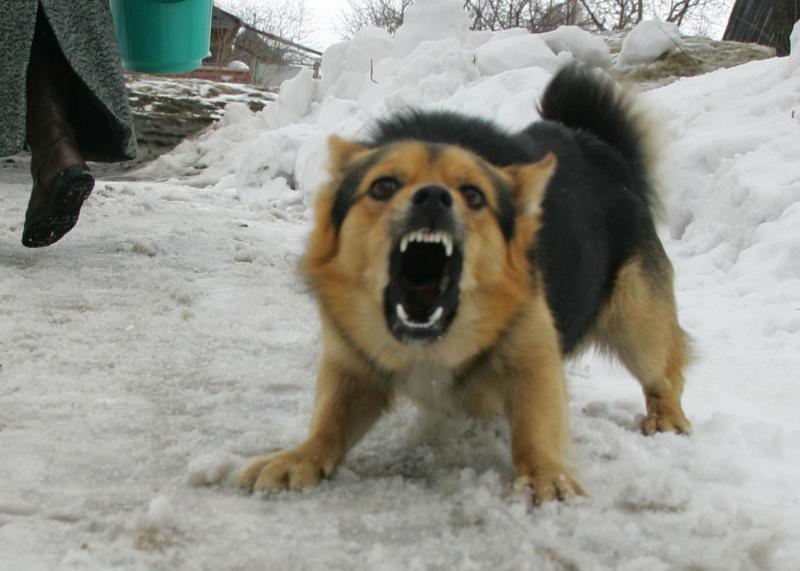 Бойцовская собака напала на двух женщин в Москве