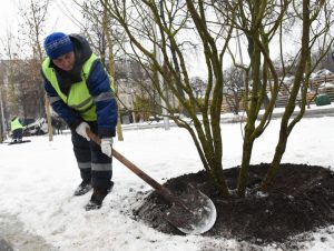 Около трехсот деревьев планируют высадить в Роговском. Фото: архив, "Вечерняя Москва"