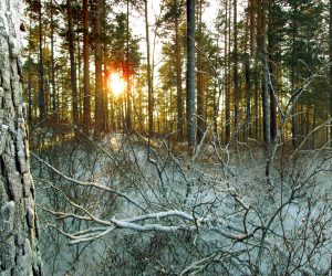 Будущих космонавтов научат выживать в тайге. Фото: pixabay.com
