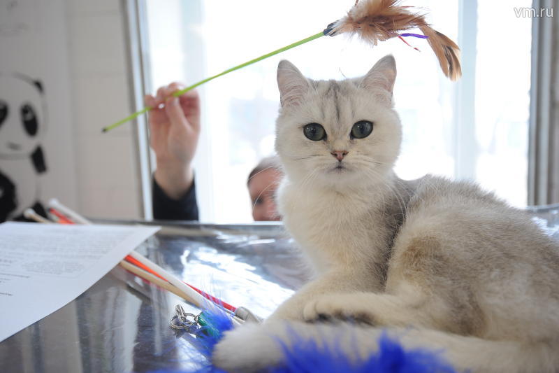 В Москве продемонстрировали редкие породы кошек