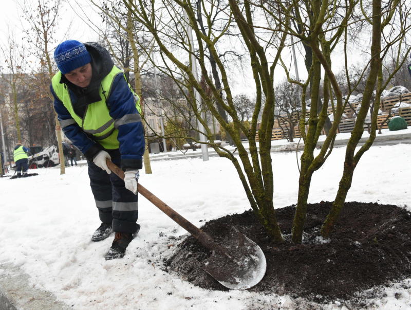 Порядка 130 аварийных деревьев опилят в Новой Москве