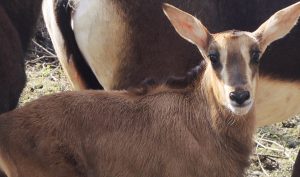 В Московском зоопарке родился теленок редкой черной антилопы