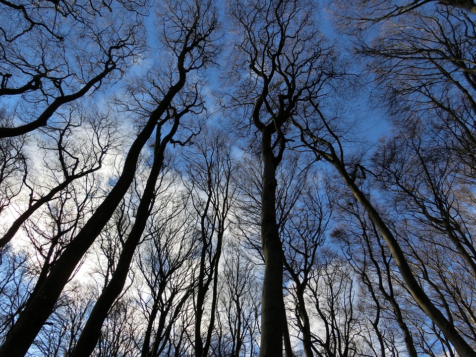 Более 70 аварийных деревьев ликвидируют в Десеновском