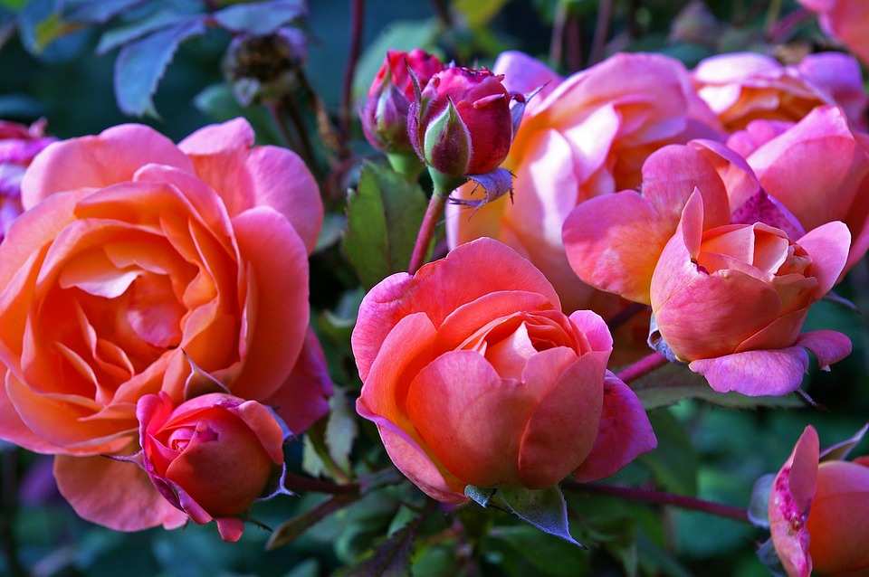 Розы высадят на территории "Лужников". Фото: pixabay.com