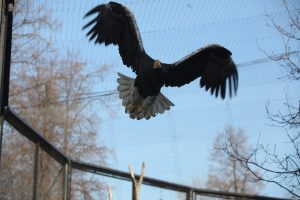 Московский зоопарк вводит скидки для посетителей с «птичьими фамилиями»