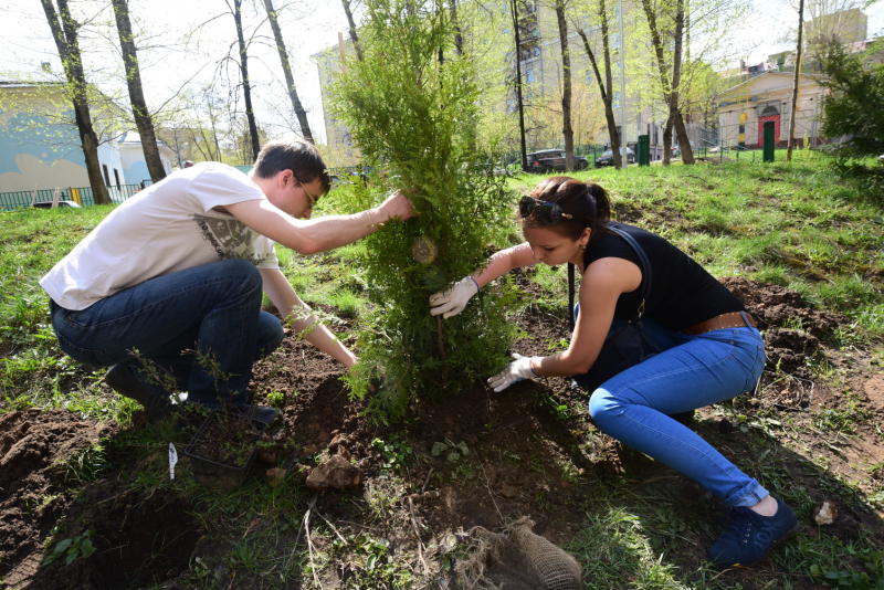 Около 150 деревьев украсят поселение Воскресенское