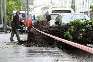 Поваленные деревья создали проблемную ситуацию на дорогах. Фото: Максим Аносов